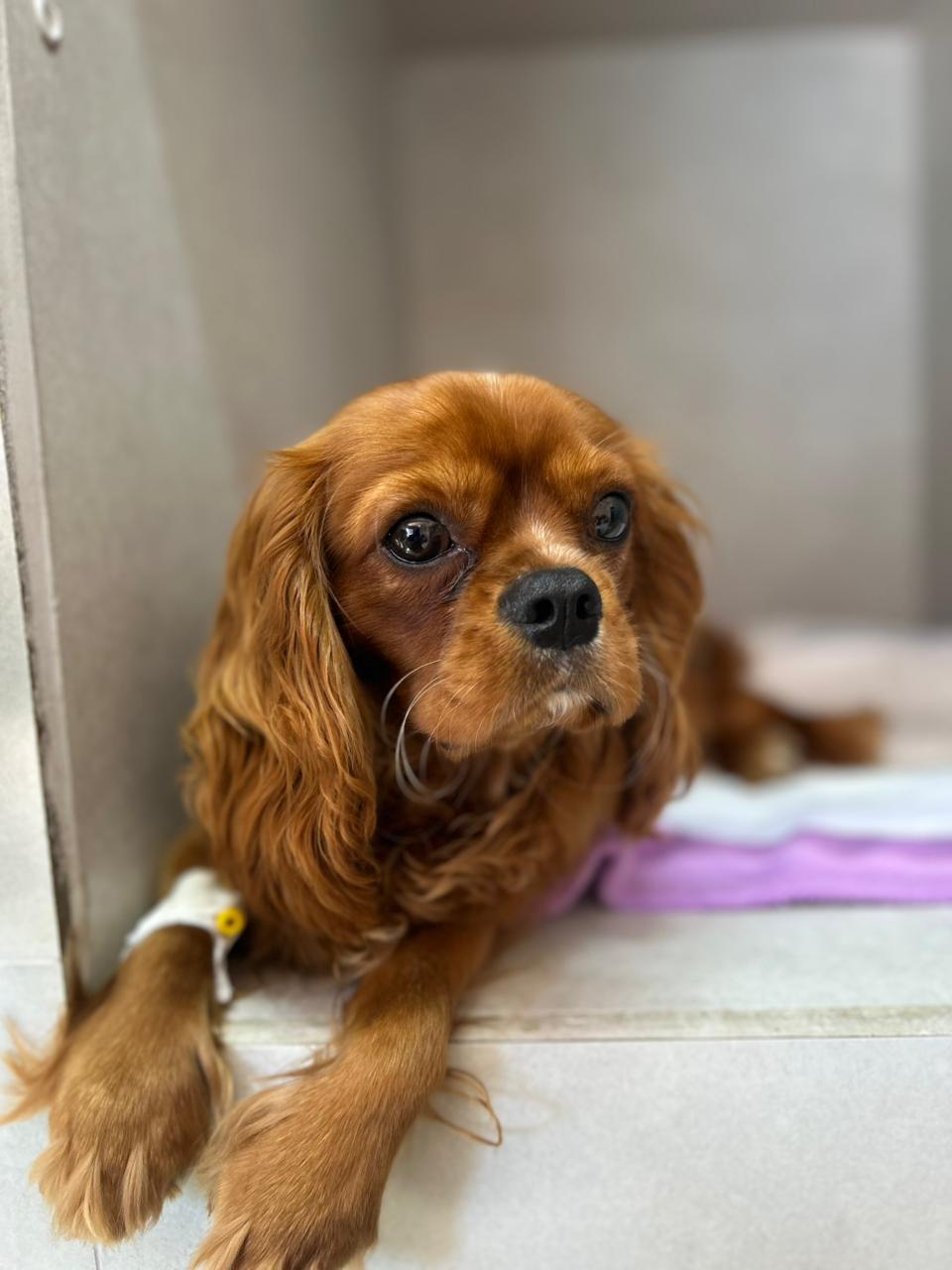 Paciente da Vex Veterinária 1